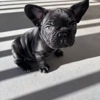 Alo, a male French Bulldog for sale in Paris, TX – Photo 4 of 6