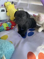 Alo, a male French Bulldog for sale in Paris, TX – Photo 4 of 7