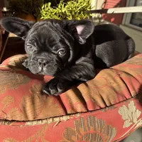 Alo, a male French Bulldog for sale in Paris, TX – Photo 2 of 6