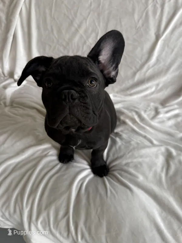 Alo – French Bulldog puppy for sale in Paris, TX