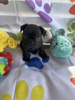 Alo, a male French Bulldog for sale in Paris, TX – Photo 6 of 7