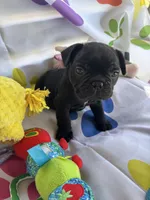 Alo, a male French Bulldog for sale in Paris, TX – Photo 1 of 7