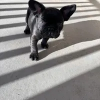 Alo, a male French Bulldog for sale in Paris, TX – Photo 3 of 6