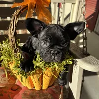 Alo, a male French Bulldog for sale in Paris, TX – Photo 6 of 6