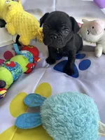 Alo, a male French Bulldog for sale in Paris, TX – Photo 3 of 7