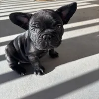 Alo, a male French Bulldog for sale in Paris, TX – Photo 5 of 6