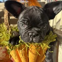 Alo, a male French Bulldog for sale in Paris, TX – Photo 1 of 6