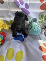 Alo, a male French Bulldog for sale in Paris, TX – Photo 5 of 7