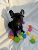 Ellie, a female French Bulldog for sale in Paris, TX – Photo 1 of 8