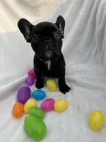 Ellie, a female French Bulldog for sale in Paris, TX – Photo 5 of 8