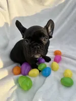 Ellie, a female French Bulldog for sale in Paris, TX – Photo 3 of 8