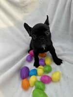 Ellie, a female French Bulldog for sale in Paris, TX – Photo 2 of 8