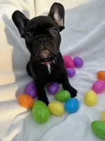 Ellie, a female French Bulldog for sale in Paris, TX – Photo 4 of 8