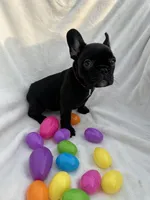 Ellie, a female French Bulldog for sale in Paris, TX – Photo 6 of 8