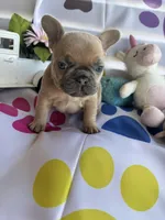 Lulu, a female French Bulldog for sale in Paris, TX – Photo 4 of 5