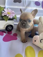 Lulu, a female French Bulldog for sale in Paris, TX – Photo 1 of 5