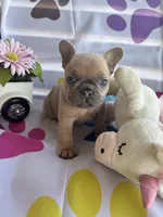 Lulu, a female French Bulldog for sale in Paris, TX – Photo 3 of 5