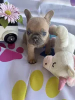 Lulu, a female French Bulldog for sale in Paris, TX – Photo 5 of 5