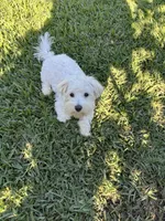 Marcos, a male Maltese for sale in Paris, TX – 3 of 8