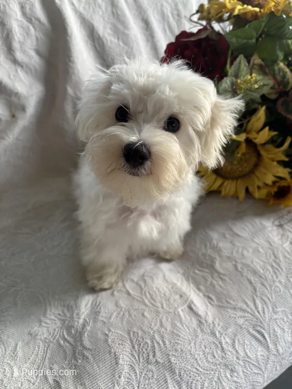 Marcos – Maltese puppy for sale in Paris, TX