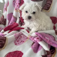 Marcos, a male Maltese for sale in Paris, TX – Photo 4 of 5