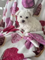 Marcos, a male Maltese for sale in Paris, TX – Photo 4 of 5