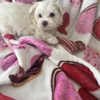 Marcos, a male Maltese for sale in Paris, TX – Photo 2 of 5