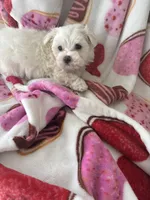 Marcos, a male Maltese for sale in Paris, TX – Photo 2 of 5