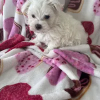 Marcos, a male Maltese for sale in Paris, TX – Photo 3 of 5