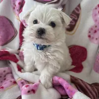 Marcos, a male Maltese for sale in Paris, TX – Photo 1 of 5