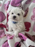 Marcos, a male Maltese for sale in Paris, TX – Photo 1 of 5