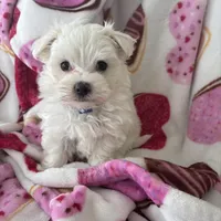 Marcos, a male Maltese for sale in Paris, TX – Photo 5 of 5