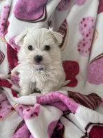 Marcos, a male Maltese for sale in Paris, TX – Photo 5 of 5
