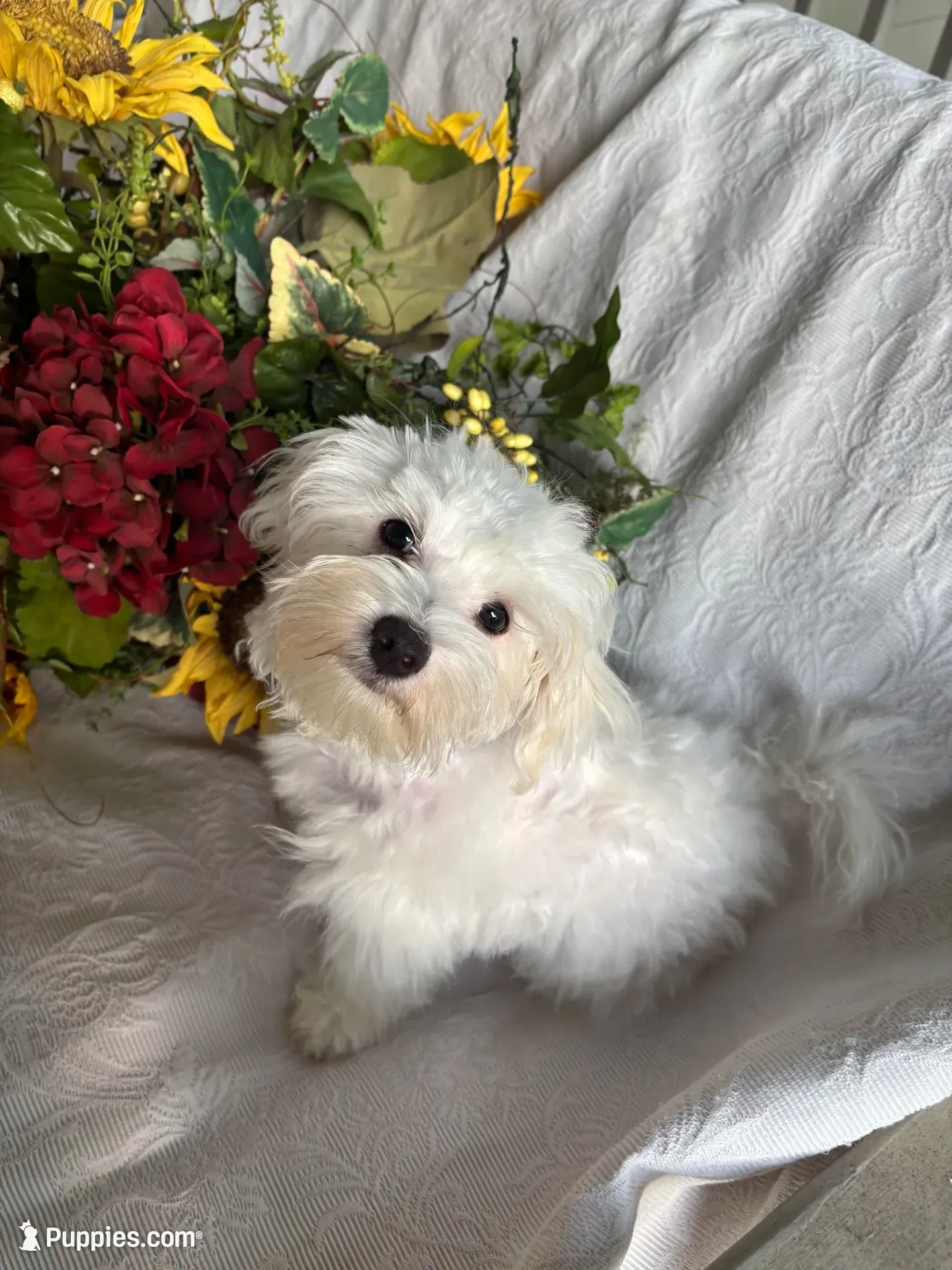 Marcos, a male Maltese for sale in Paris, TX – 6 of 8