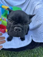 Alo, a male French Bulldog for sale in Paris, TX – 6 of 6