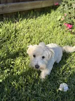 Marcos, a male Maltese for sale in Paris, TX – 2 of 8