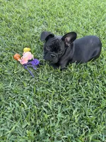 Alo, a male French Bulldog for sale in Paris, TX – 2 of 6