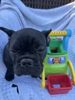 Alo, a male French Bulldog for sale in Paris, TX – 5 of 6