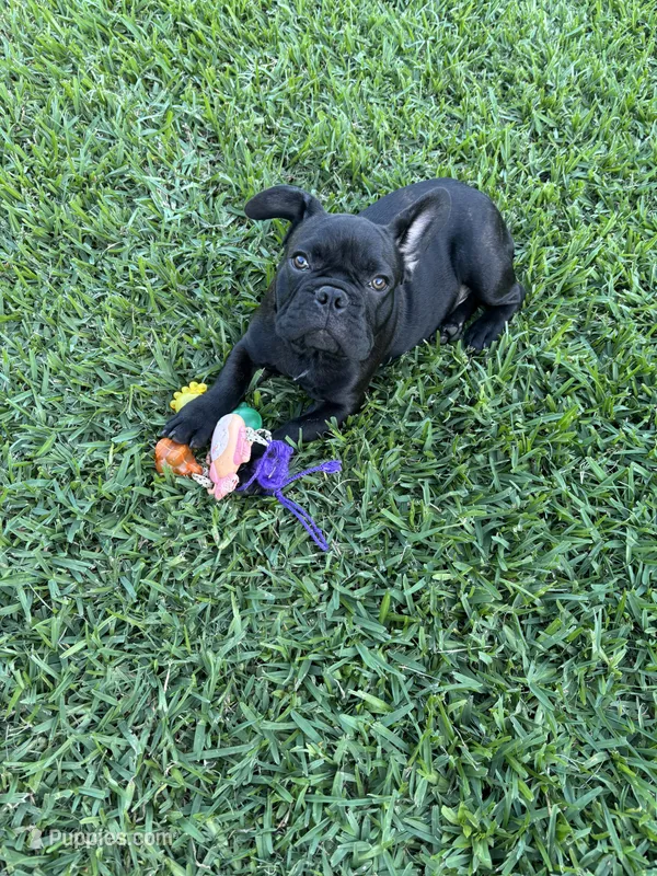 Alo – French Bulldog puppy for sale in Paris, TX