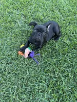 Alo, a male French Bulldog for sale in Paris, TX – 1 of 6