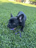 Alo, a male French Bulldog for sale in Paris, TX – 4 of 6