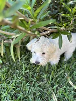 Marcos, a male Maltese for sale in Paris, TX – 7 of 8