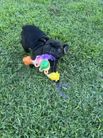 Alo, a male French Bulldog for sale in Paris, TX – 3 of 6