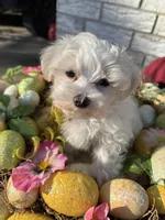 Marcel, a male Maltese for sale in Paris, TX – Photo 2 of 6