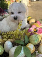 Marcel, a male Maltese for sale in Paris, TX – Photo 6 of 6