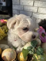 Marcel, a male Maltese for sale in Paris, TX – Photo 4 of 6