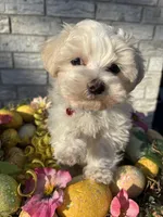Marcel, a male Maltese for sale in Paris, TX – Photo 5 of 6