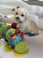 Marcel, a male Maltese for sale in Paris, TX – Photo 3 of 6