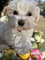Marcel, a male Maltese for sale in Paris, TX – Photo 1 of 6