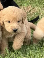 Winnie, a female Labradoodle for sale in Noble, OK – 2 of 2